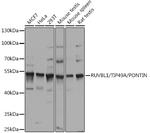 RUVBL1 Antibody in Western Blot (WB)