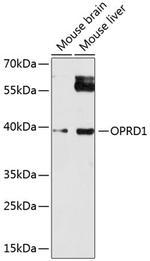 OPRD1 Antibody in Western Blot (WB)