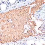 ApoA1 Antibody in Immunohistochemistry (Paraffin) (IHC (P))