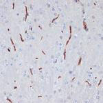 ApoA1 Antibody in Immunohistochemistry (Paraffin) (IHC (P))