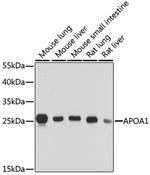 ApoA1 Antibody in Western Blot (WB)