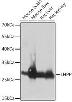 LHPP Antibody in Western Blot (WB)