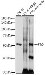 FTO Antibody in Immunoprecipitation (IP)