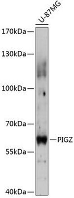 PIGZ Antibody in Western Blot (WB)