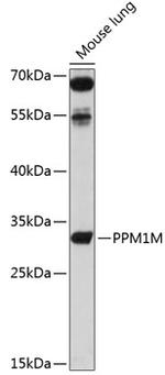 PPM1E Antibody in Western Blot (WB)