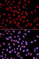 SHP-1 Antibody in Immunocytochemistry (ICC/IF)