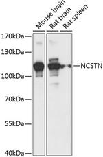 Nicastrin Antibody in Western Blot (WB)