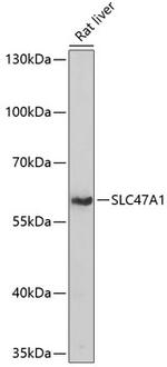 SLC47A1 Antibody in Western Blot (WB)