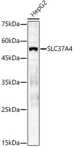 SLC37A4 Antibody in Western Blot (WB)