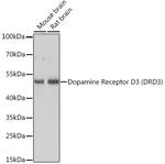 DRD3 Antibody in Western Blot (WB)