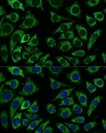 IDH3A Antibody in Immunocytochemistry (ICC/IF)