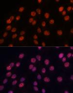 Importin 8 Antibody in Immunocytochemistry (ICC/IF)