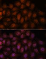 Importin 8 Antibody in Immunocytochemistry (ICC/IF)