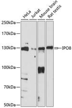 Importin 8 Antibody in Western Blot (WB)