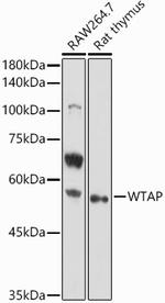 WTAP Antibody in Western Blot (WB)