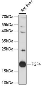 FGF4 Antibody in Western Blot (WB)