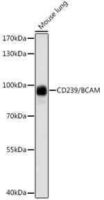 BCAM Antibody in Western Blot (WB)