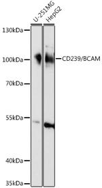 BCAM Antibody in Western Blot (WB)