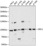 ORC1 Antibody in Western Blot (WB)