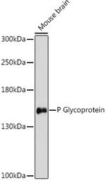 P-Glycoprotein Antibody in Western Blot (WB)