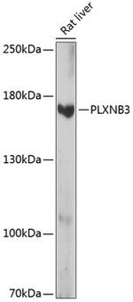 PLXNB3 Antibody in Western Blot (WB)