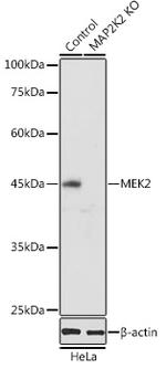 MEK2 Antibody in Western Blot (WB)