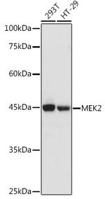 MEK2 Antibody in Western Blot (WB)