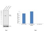 G3BP1 Antibody