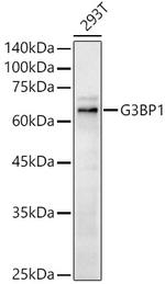 G3BP1 Antibody in Western Blot (WB)