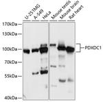 PDXDC1 Antibody in Western Blot (WB)