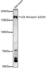 LDLR Antibody in Western Blot (WB)