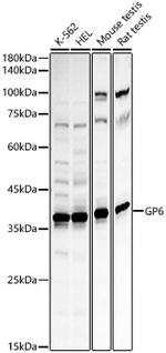 GP6 Antibody in Western Blot (WB)