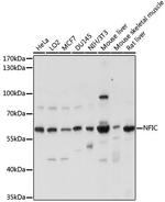 NFIC Antibody in Western Blot (WB)