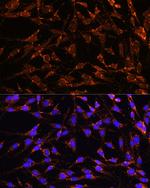 XK Antibody in Immunocytochemistry (ICC/IF)