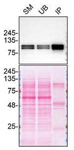 SPON1 Antibody in Immunoprecipitation (IP)