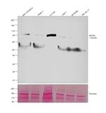 SPON1 Antibody in Western Blot (WB)