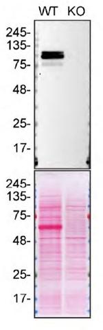 SPON1 Antibody in Western Blot (WB)