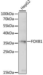 FOXB1 Antibody in Western Blot (WB)