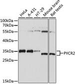 PYCR2 Antibody in Western Blot (WB)