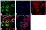 PRMT5 Antibody in Immunocytochemistry (ICC/IF)