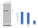 PRMT5 Antibody