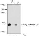 H4K5ac Antibody in Western Blot (WB)