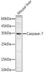 Caspase 7 p11 Antibody in Western Blot (WB)