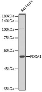 FOXA1 Antibody in Western Blot (WB)