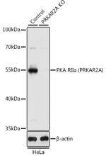 PRKAR2A Antibody