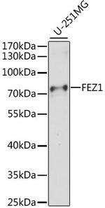 FEZ1 Antibody in Western Blot (WB)