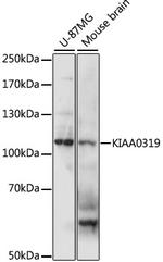 KIAA0319 Antibody in Western Blot (WB)