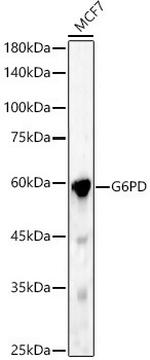 G6PD Antibody in Western Blot (WB)