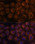 VAV3 Antibody in Immunocytochemistry (ICC/IF)