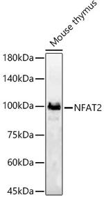 NFATC1 Antibody in Western Blot (WB)